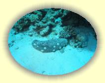 IMG_2007_05_27 15_22_50 * 2238 x 1684 * (649KB)